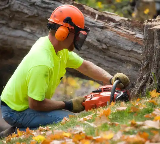 tree services Castle Point